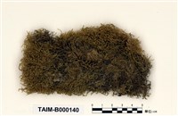 藏品(偏蒴苔屬)的圖片